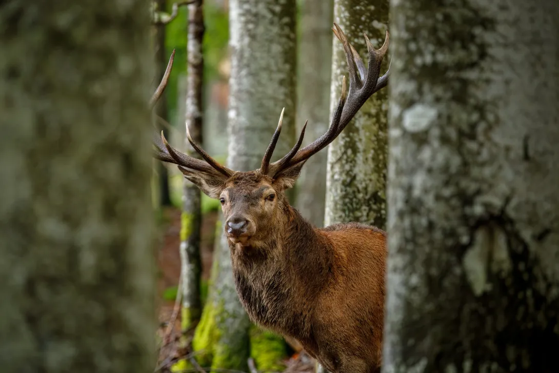 Red deer stag in the forest