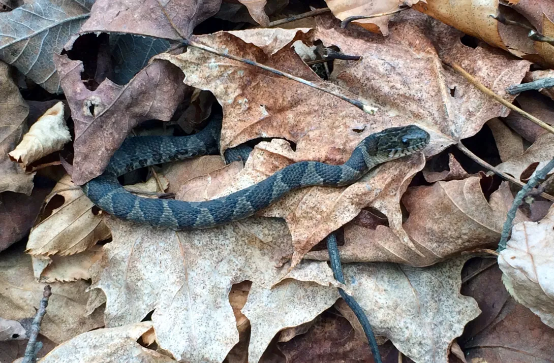 Water snake on leaves