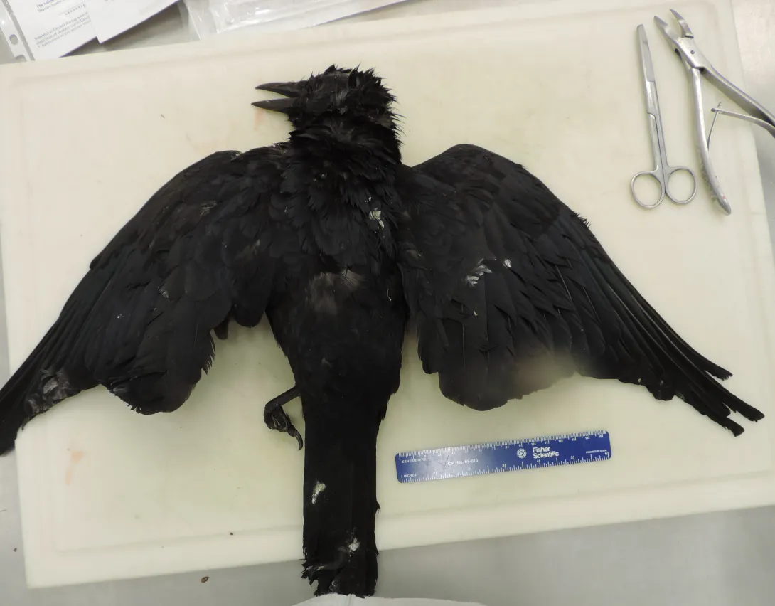 dead american crow on necropsy table