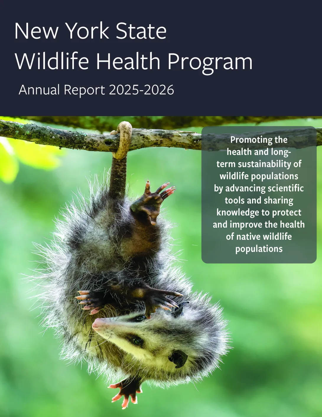 Thumbnail of WHP Annual report 2025-2026