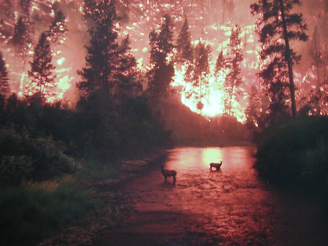 Elk in river in Yellowstone trying to escape wildfire