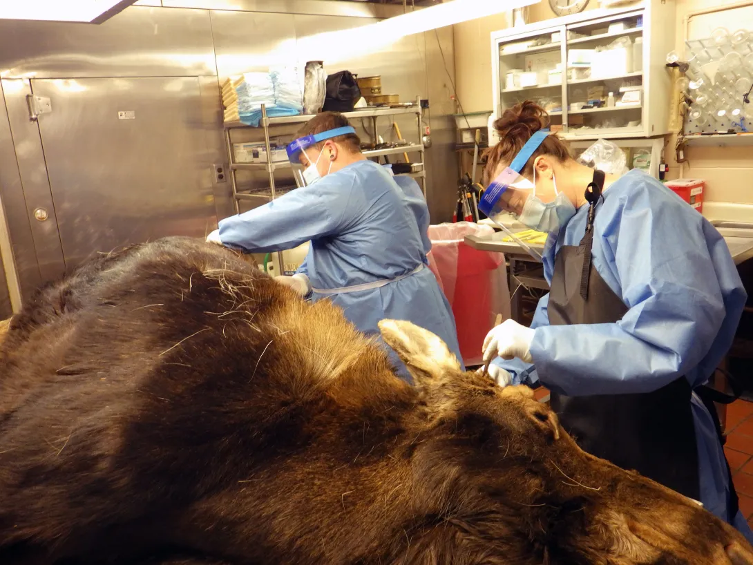 two people examining a dead moose in a medical room