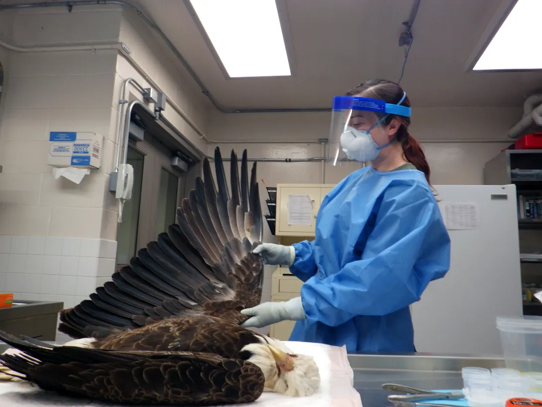 woman examining a bald eagle
