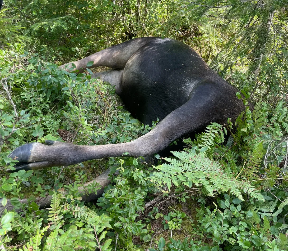 deceased moose in the weeds
