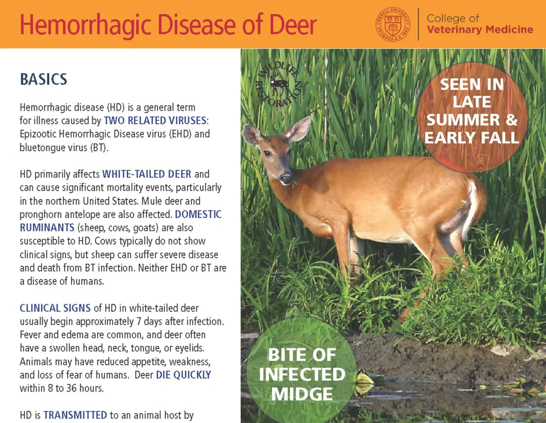 Thumbnail of HD fact sheet crop