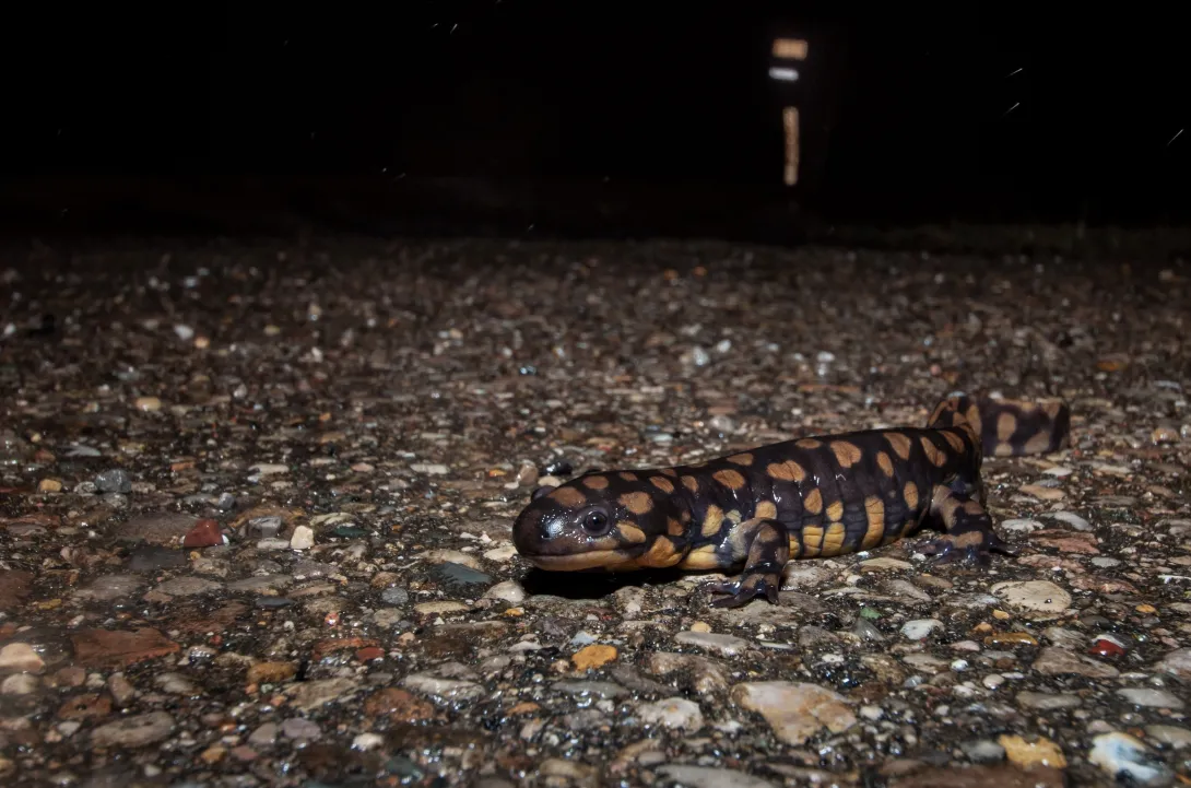 Adult eastern tiger salamander migrating across road at night