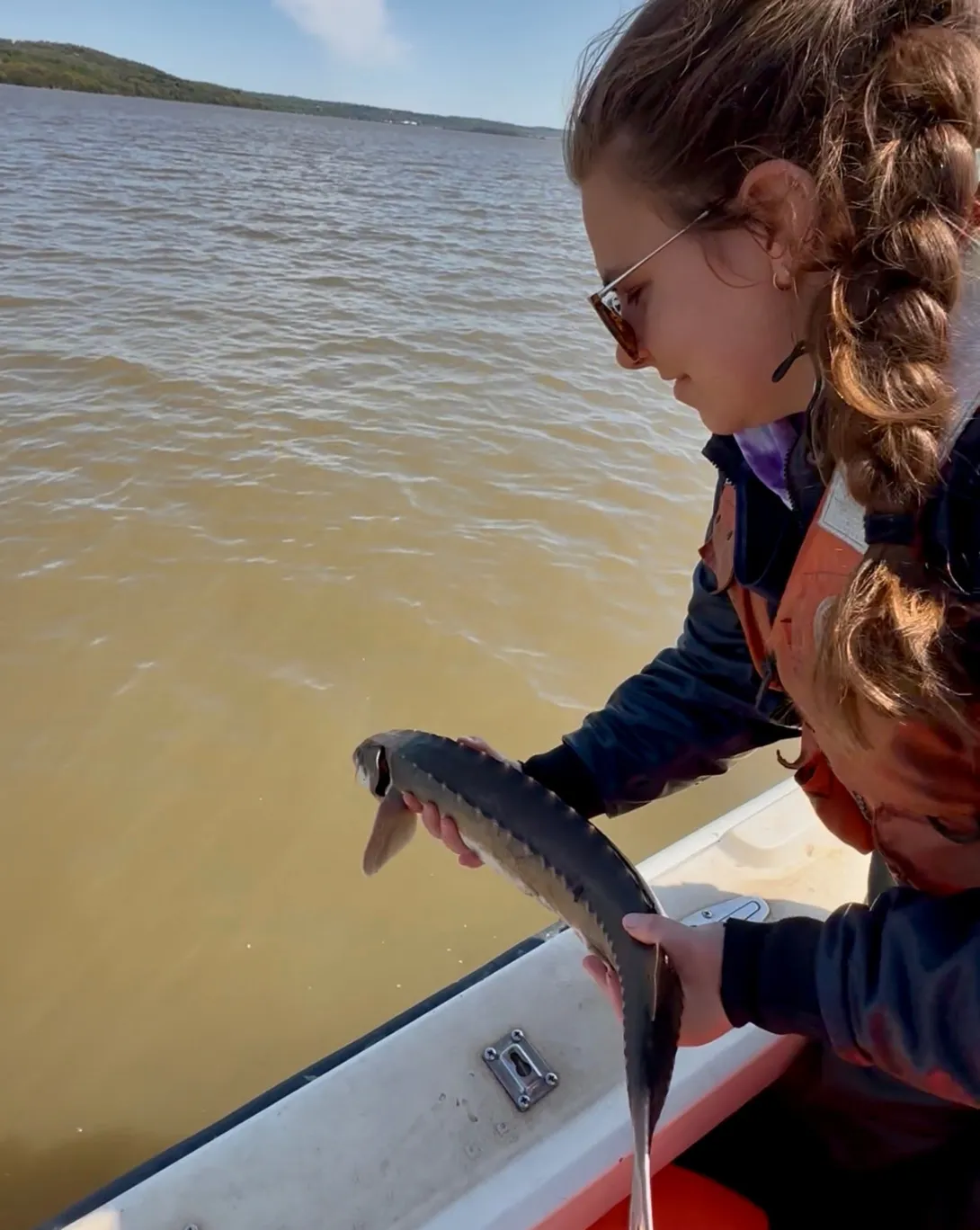 Releasing a sturgeon