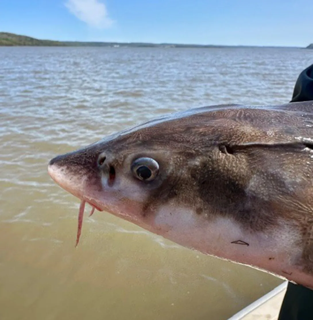close up shortnose sturgeon