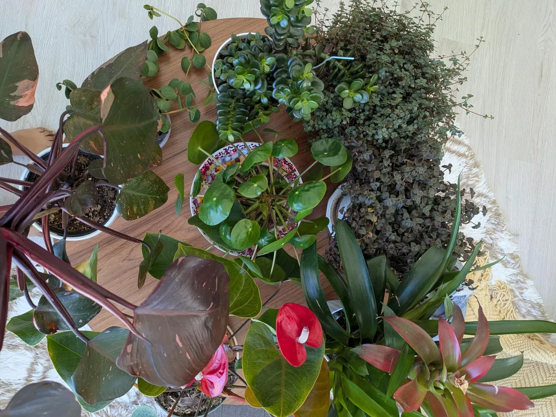 table with colorful plants