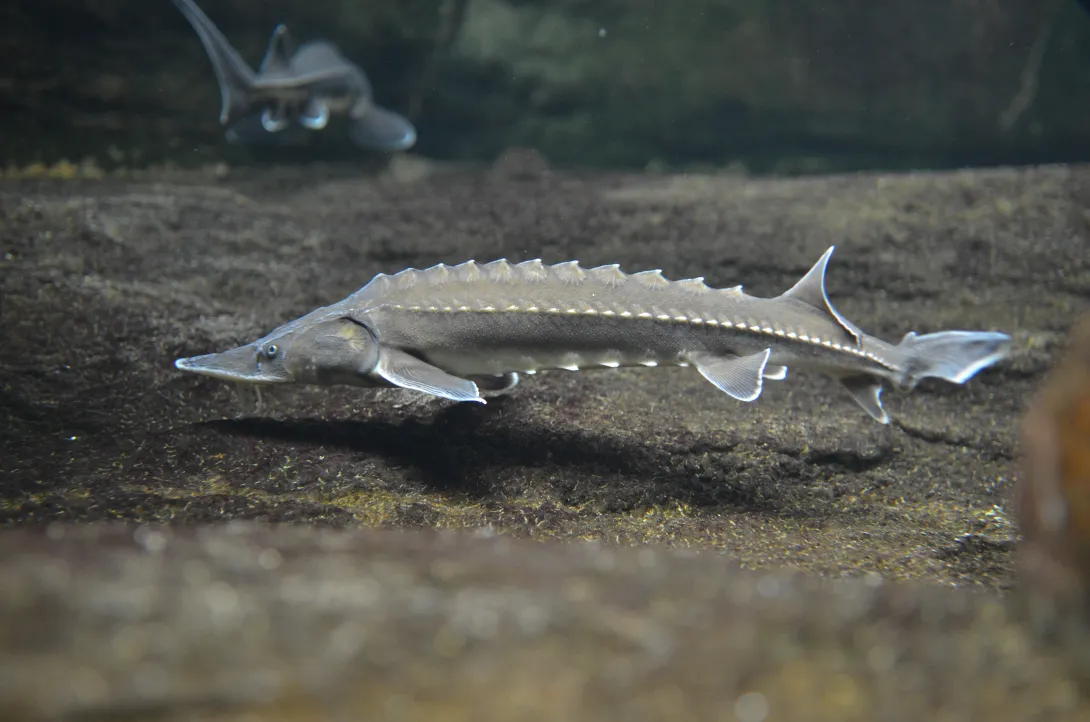 Sturgeon in water