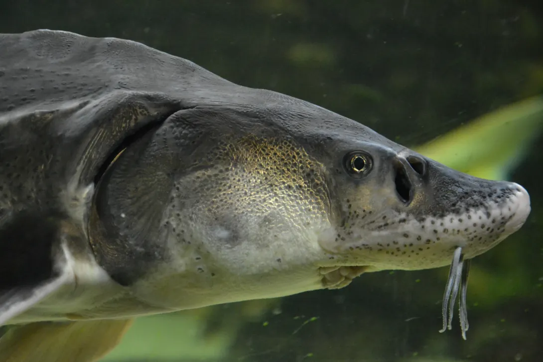 Large Atlantic sturgeon swims in deep blue salty water, close-up photo. 