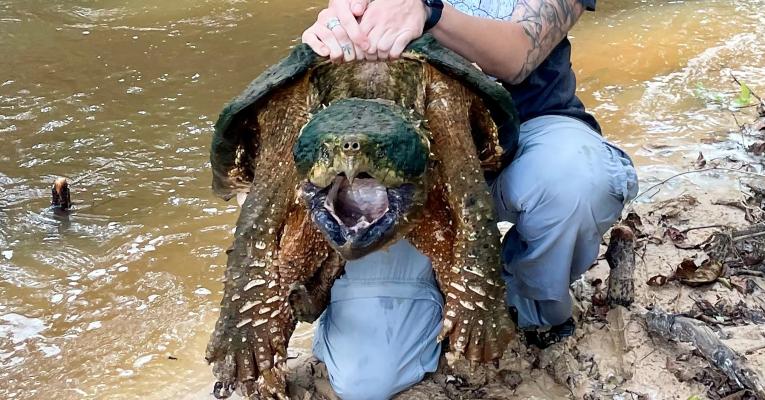 Alligator snapping turtle held by a person with mouth agape