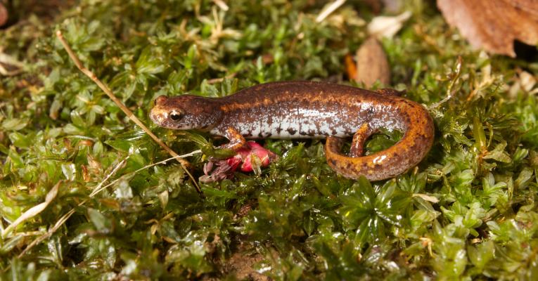 Four-toed salamander (Hemidactylium scutatum) on moss