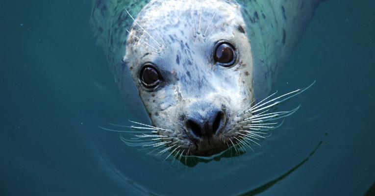 Seal with face poking out of the water