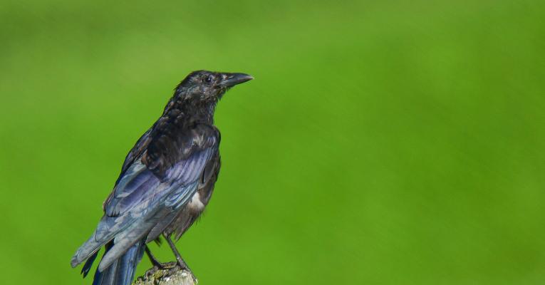 American crow on post with green background
