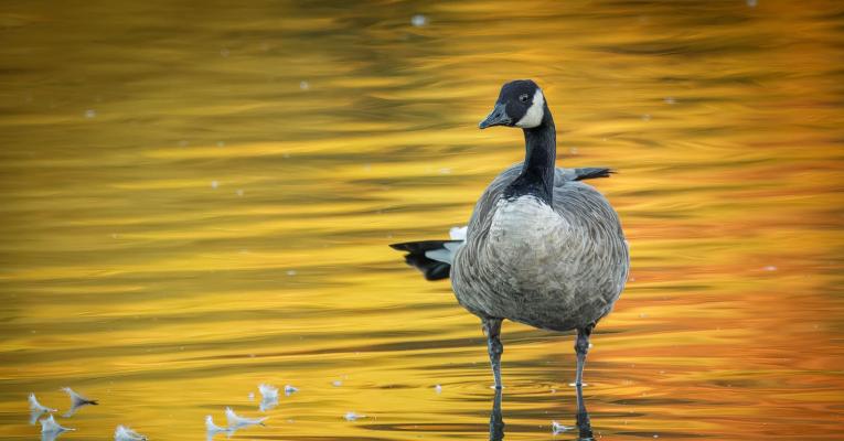 Canada goose standing in water at sunset