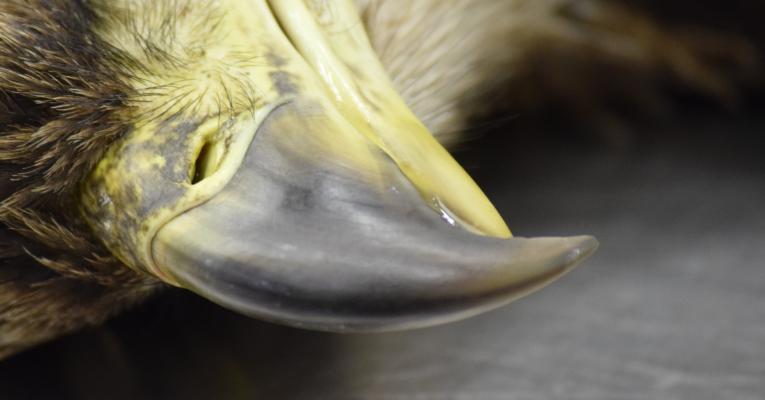 close up image of bald eagle beak