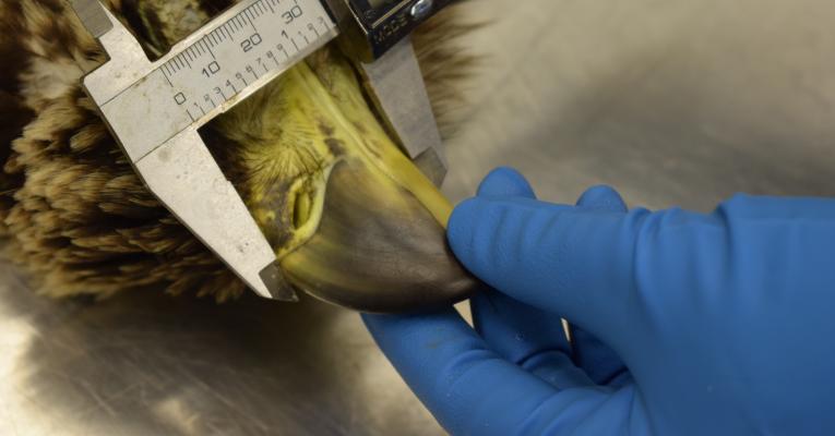 Wildlife pathologist measuring a juvenile bald eagle's beak to determine sex, part of the beak-to-talon ratio used in determining sex 