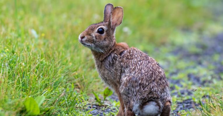 Eastern cottontail in grass