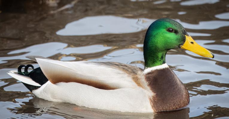 mallard duck in water