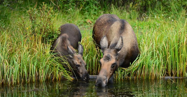 Two moose drinking from a stream