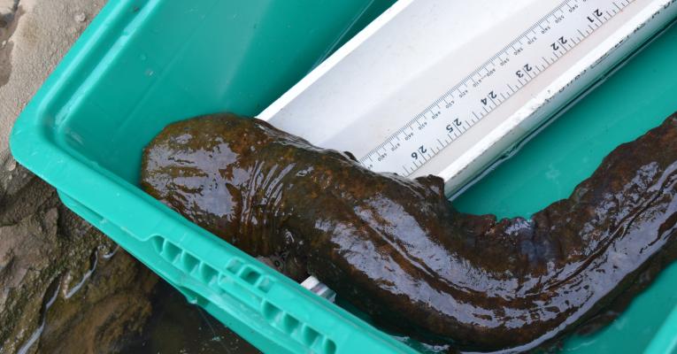 eastern hellbender in tub being measured