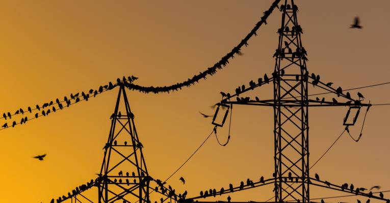birds on power towers and lines at sunset