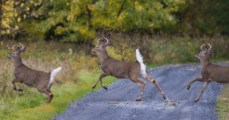 White-tailed Deer (Odocoileus virginianus), bucks on the move