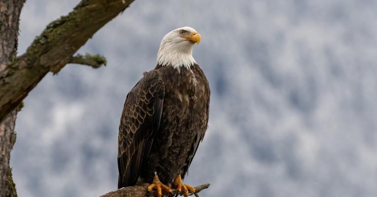 Bald eagle in a tree
