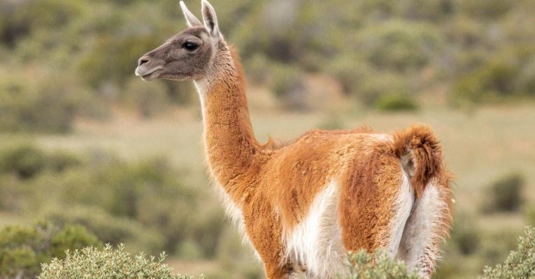 Guanaco in scrubland