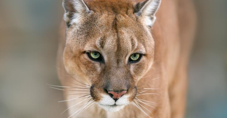 Mountain lion portrait on a light background