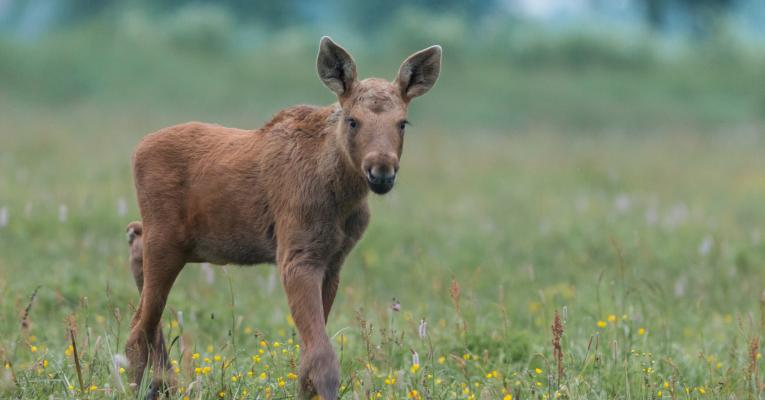 A picture of a moose calf