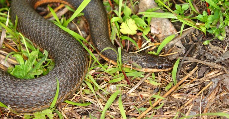 Queen snake in grass