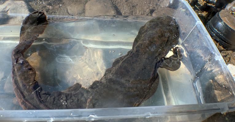 Hellbender in sterile bin for exam