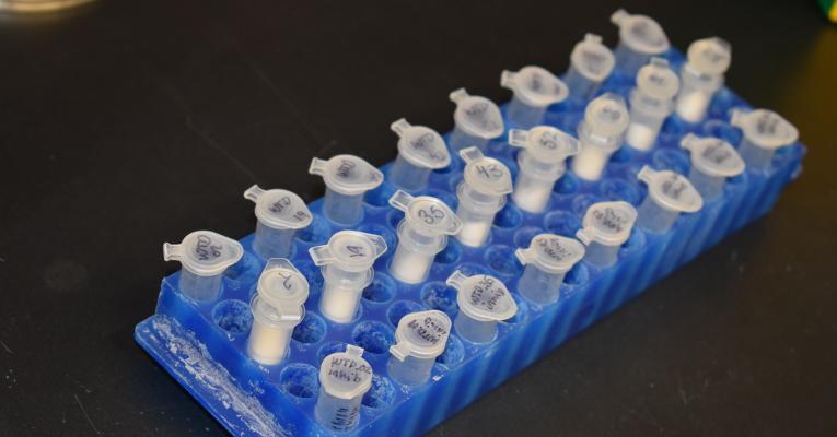 tray of tubes for testing