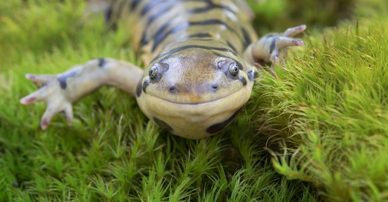 close up of tiger salamander on moss