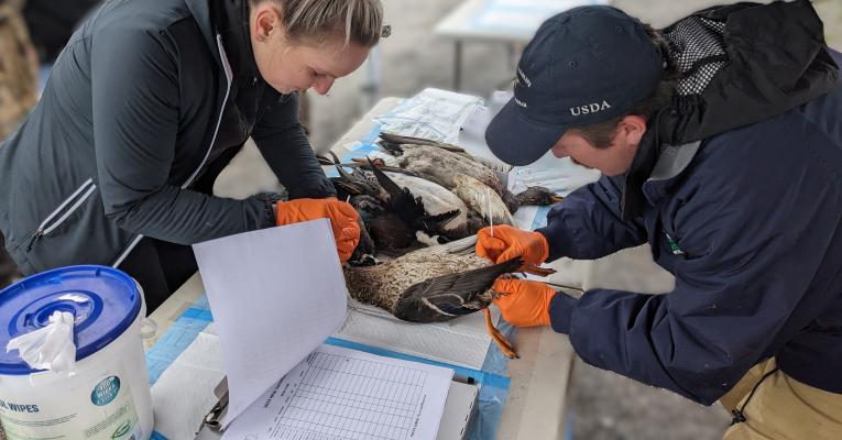 HPAI sampling in ducks