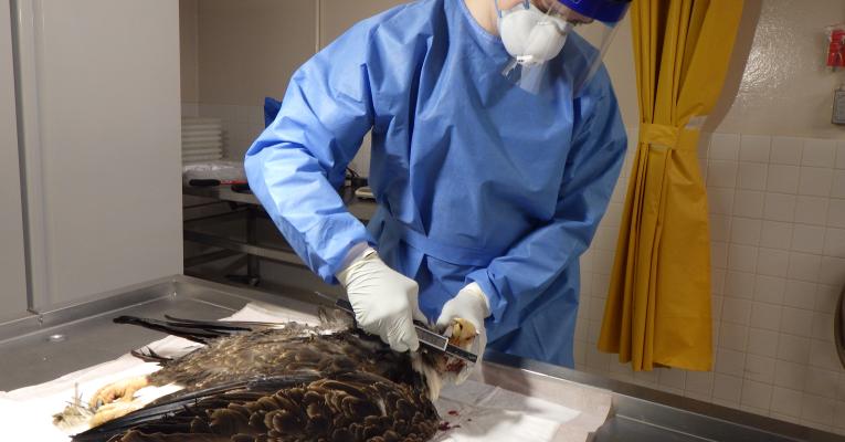 measuring bald eagle for necropsy