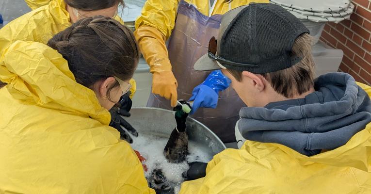 Washing 'oiled' birds