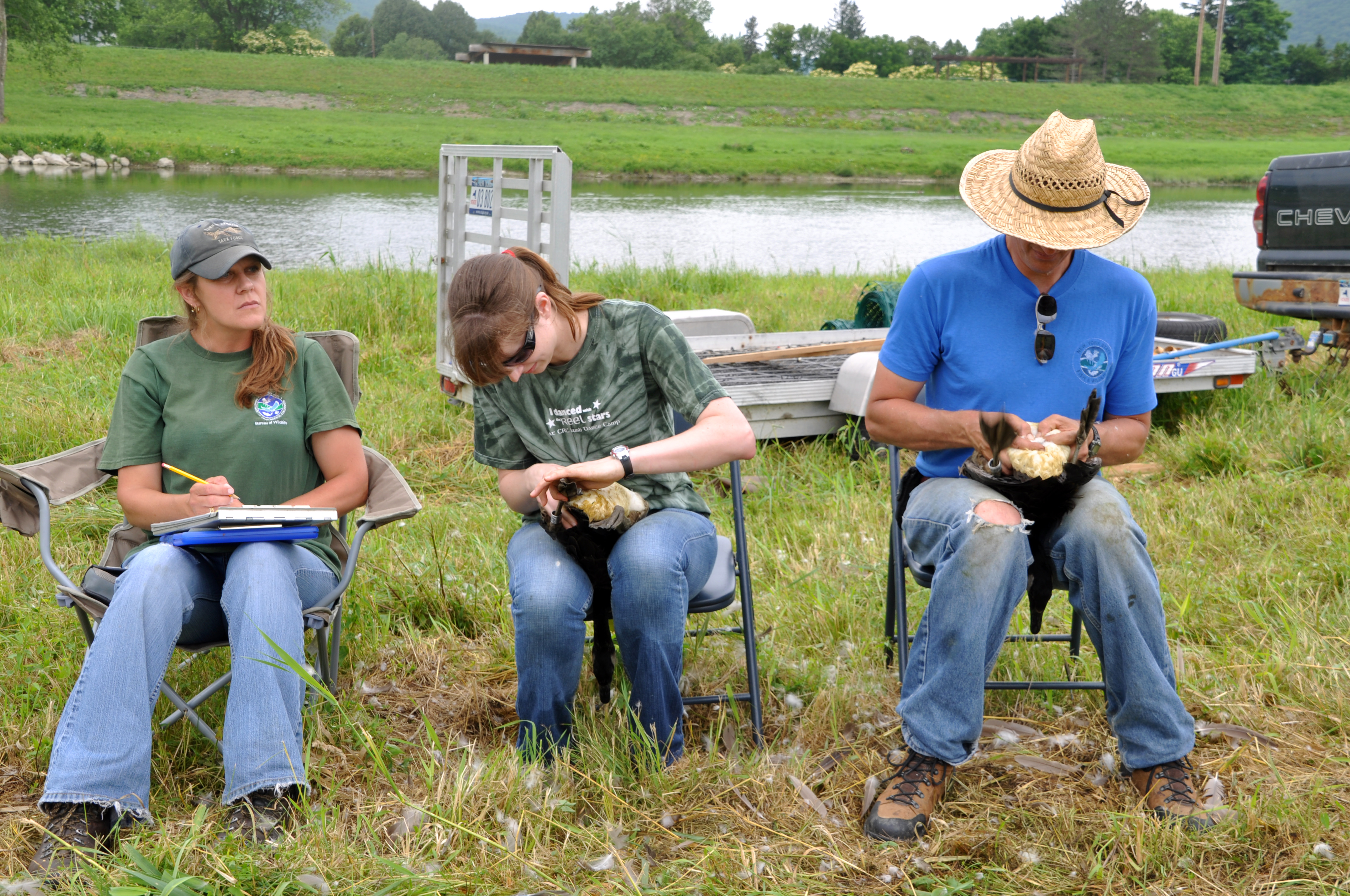 Goose banding and sexing in the field with NYSDEC