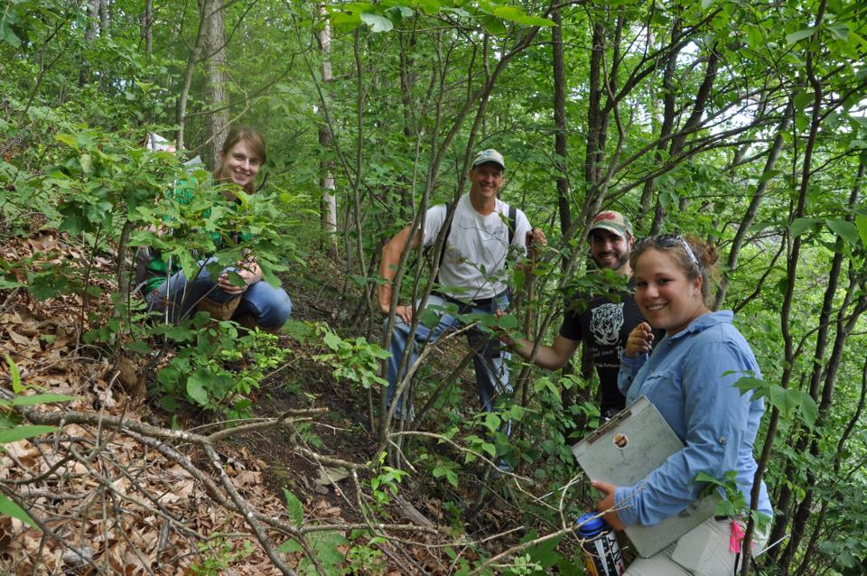 Searching for timber rattlesnakes in the dense brush, using radio guided telemetry to track populations and monitor health