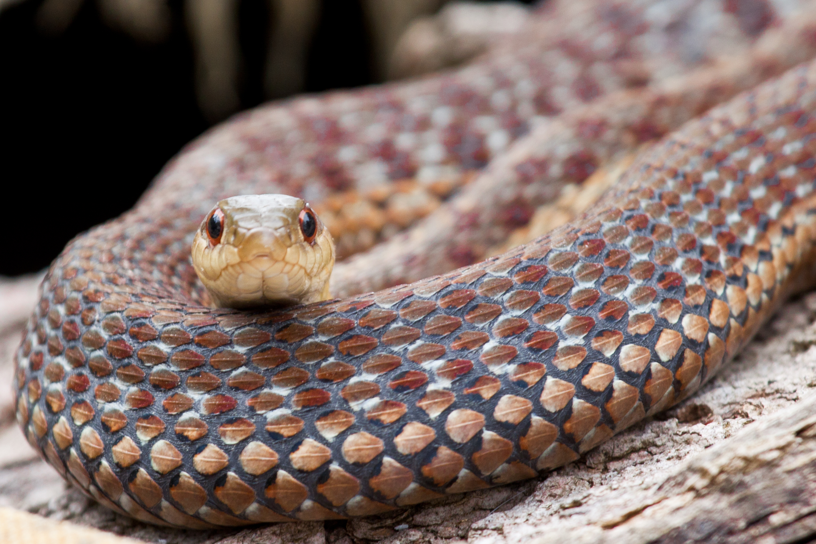 Garter snake, photo by Laurie Dirkx