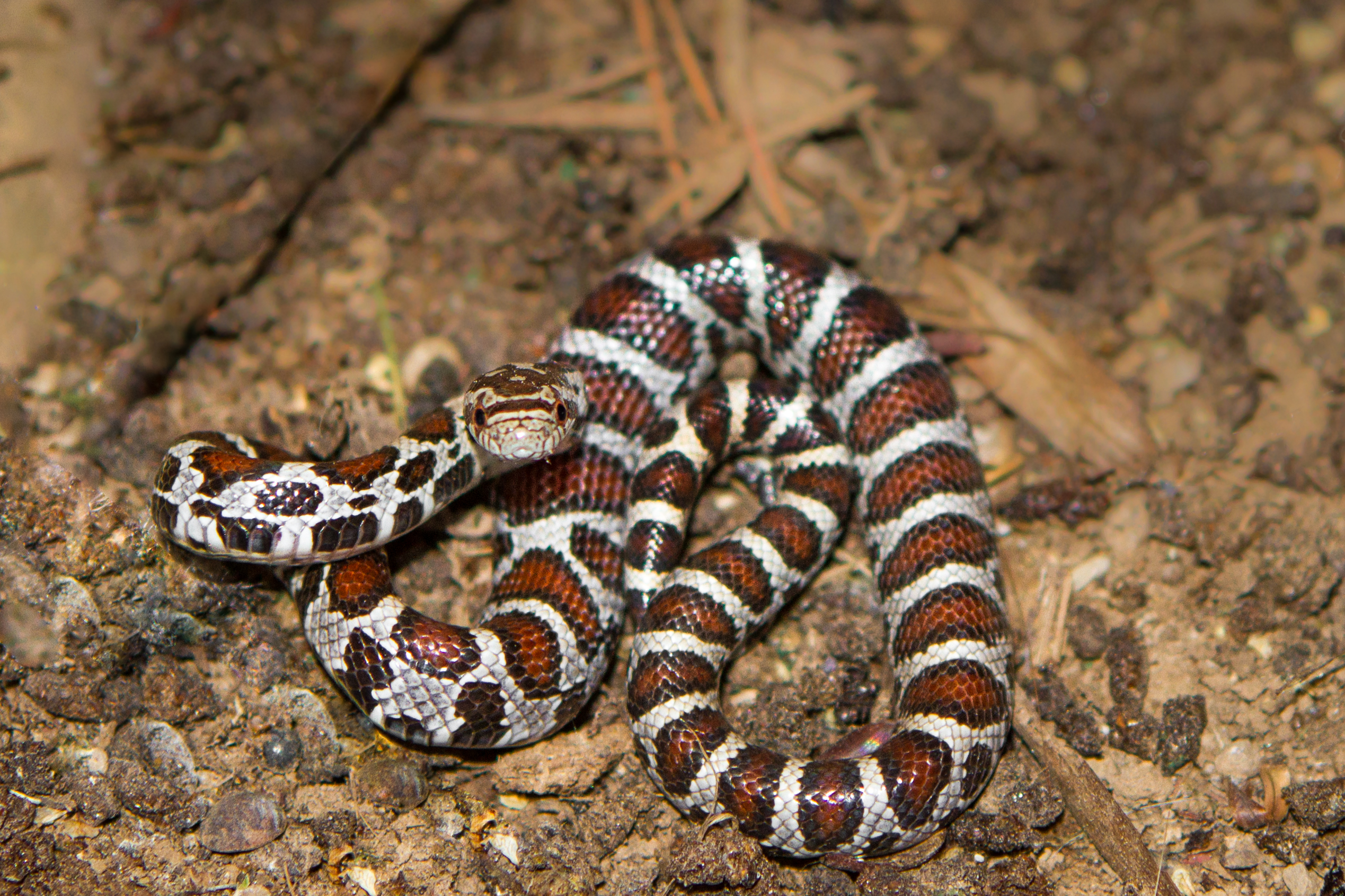 Milk snake, photo by Laurie Dirkx