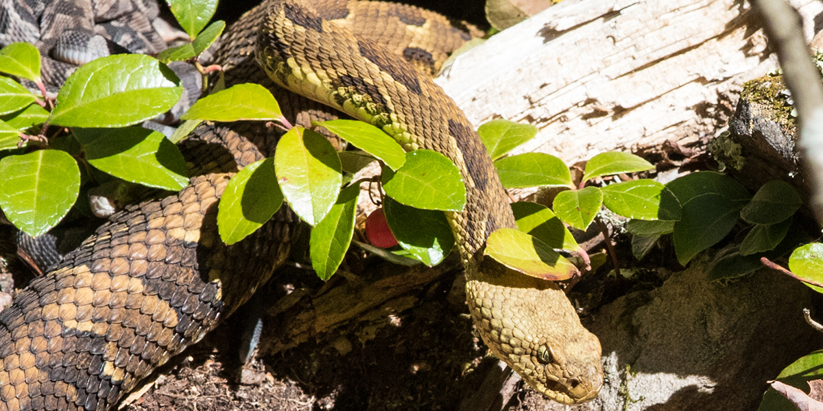 Timber rattlesnake and young, photo by Laurie Dirkx