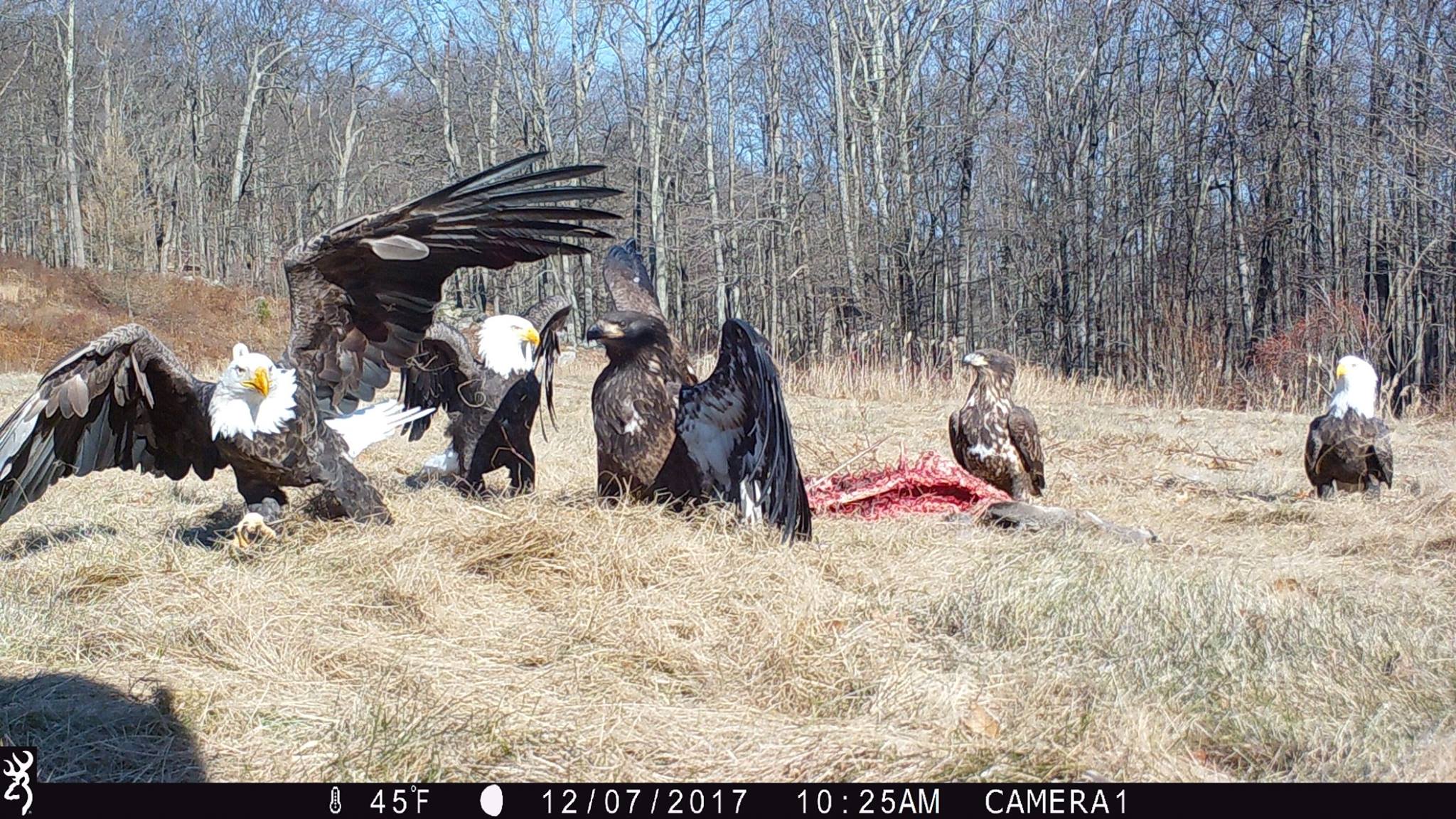 Group of bald eagles feeding on deer carcass