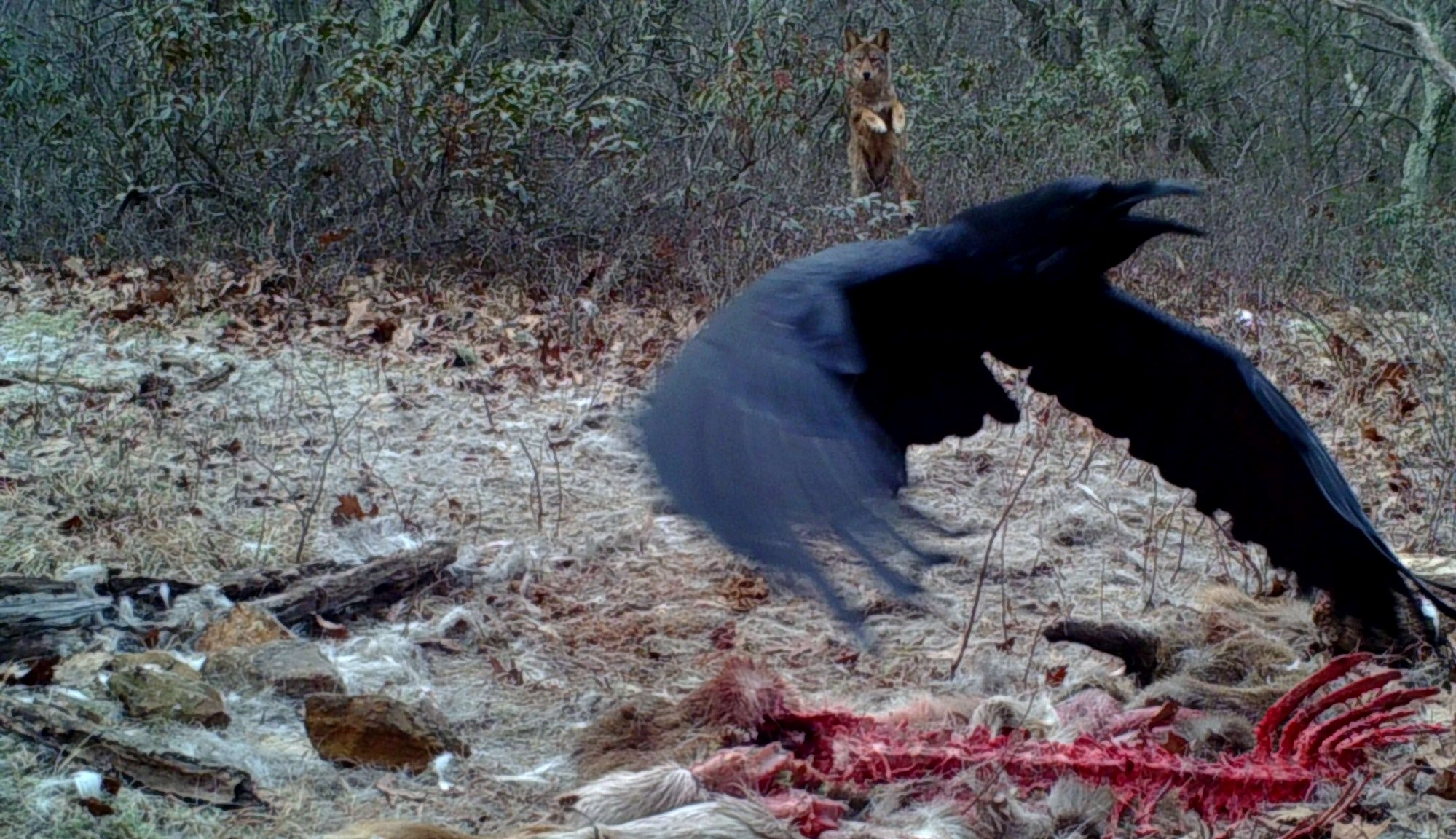 trail cam footage of raven at carcass with coyote in the background