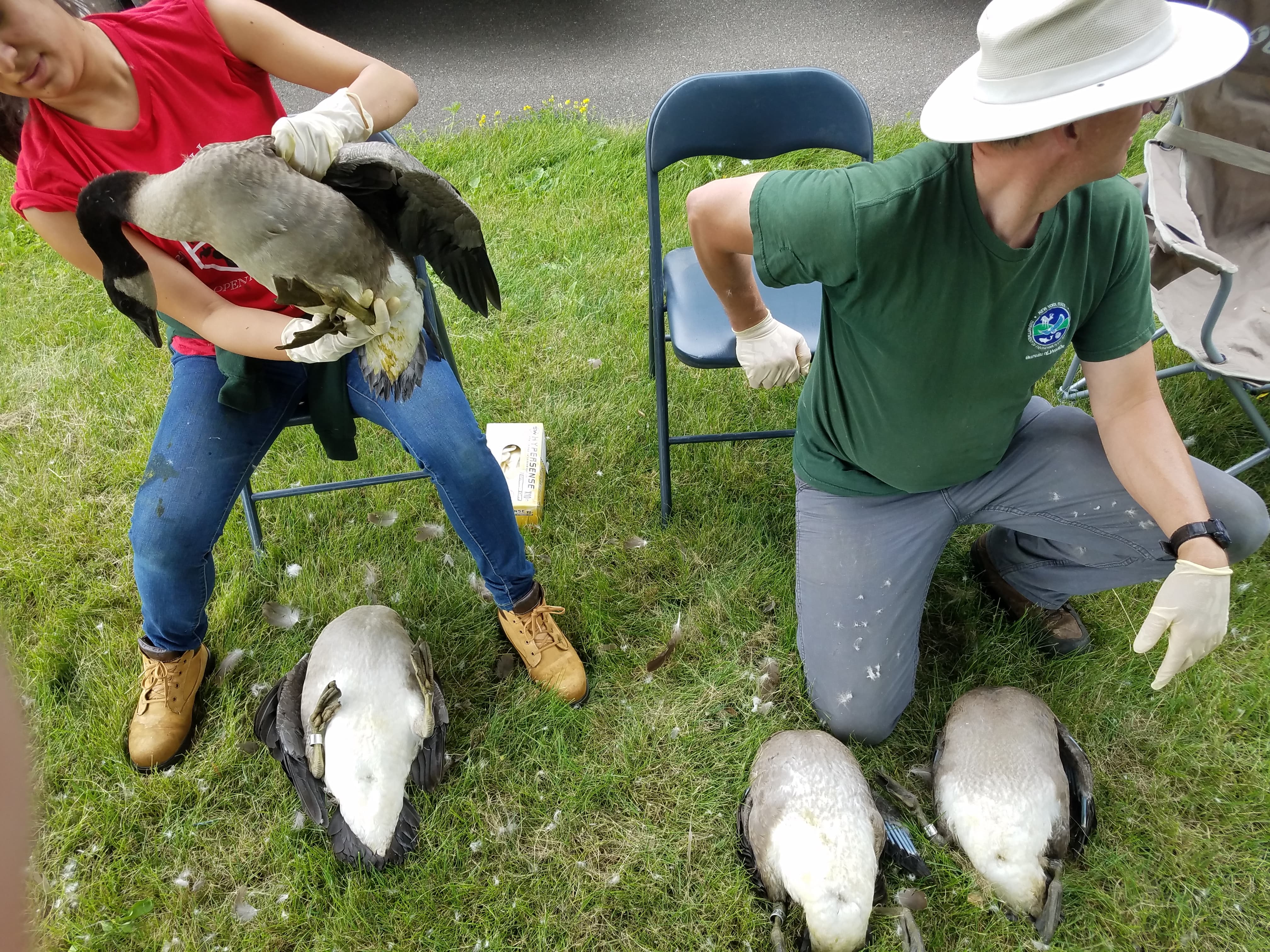  learning appropriate restraint and handling techniques on wild waterfowl