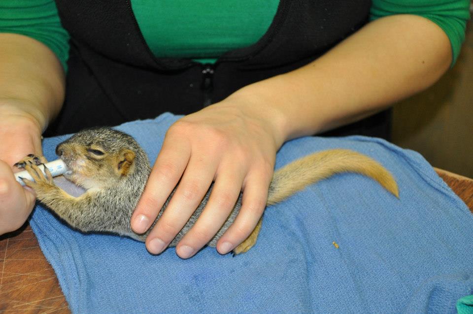 Baby squirrel in rehab