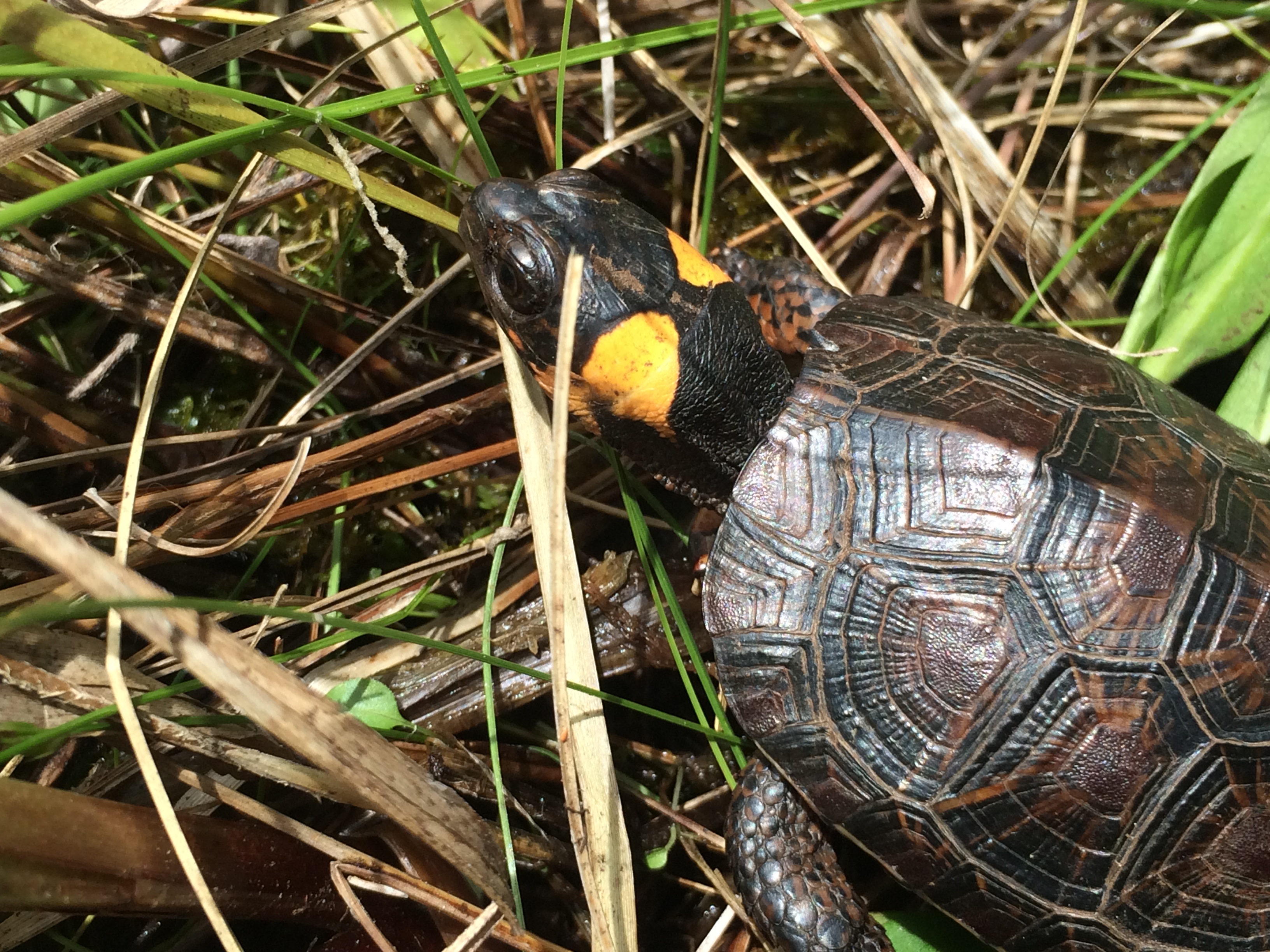 Bog turtle, photo by Melissa Fadden