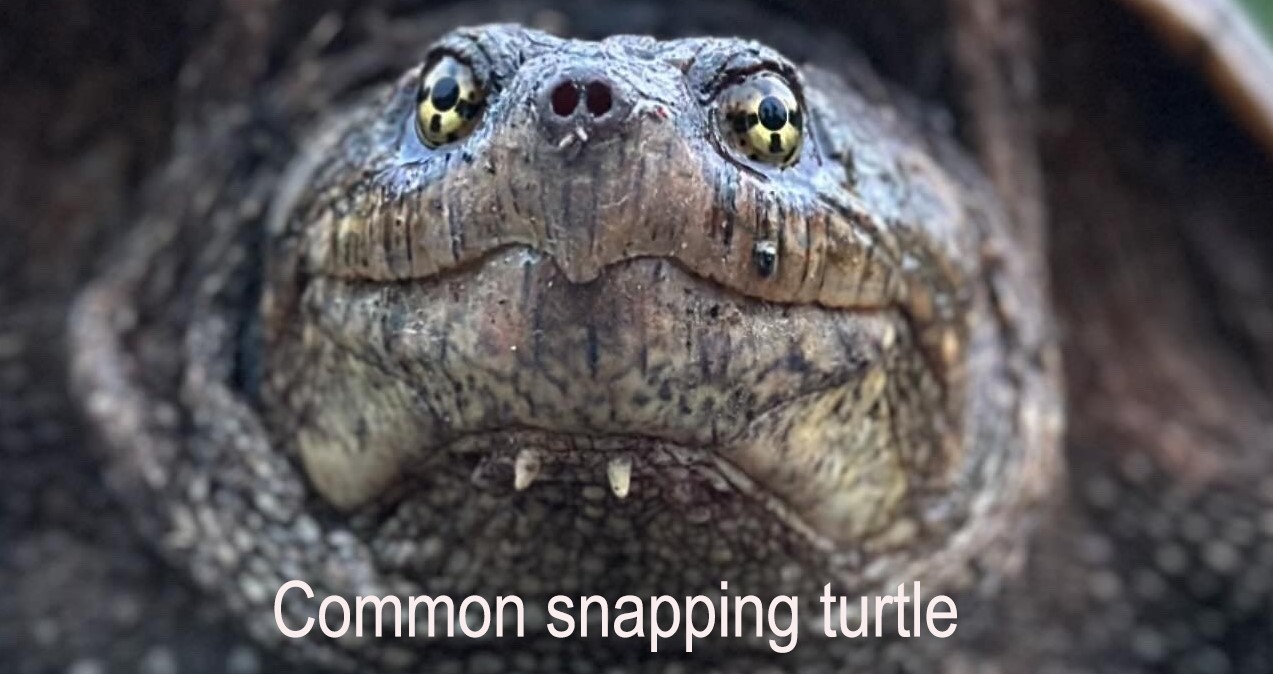 common snapping turtle close up